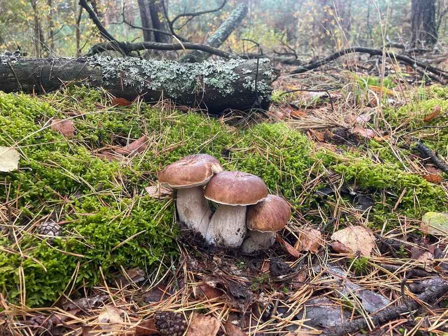 Опята – от 3 рублей, белые – от 25 рублей. Где белорусам закупиться грибами, пока в лесу «затишье»?