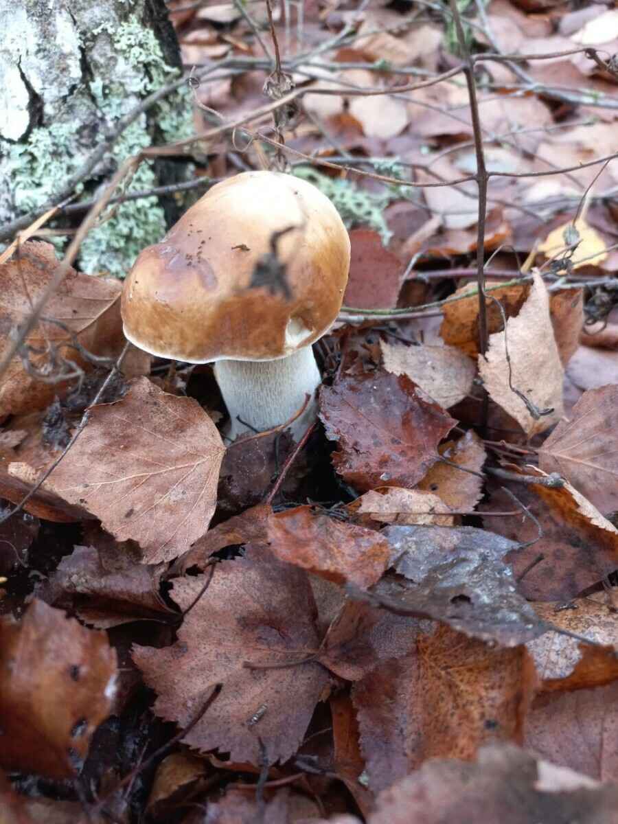 Прогноз оправдался - Белорусы похвастались урожаем грибов, которые собрали после выходных. Где белые начали удивлять?
