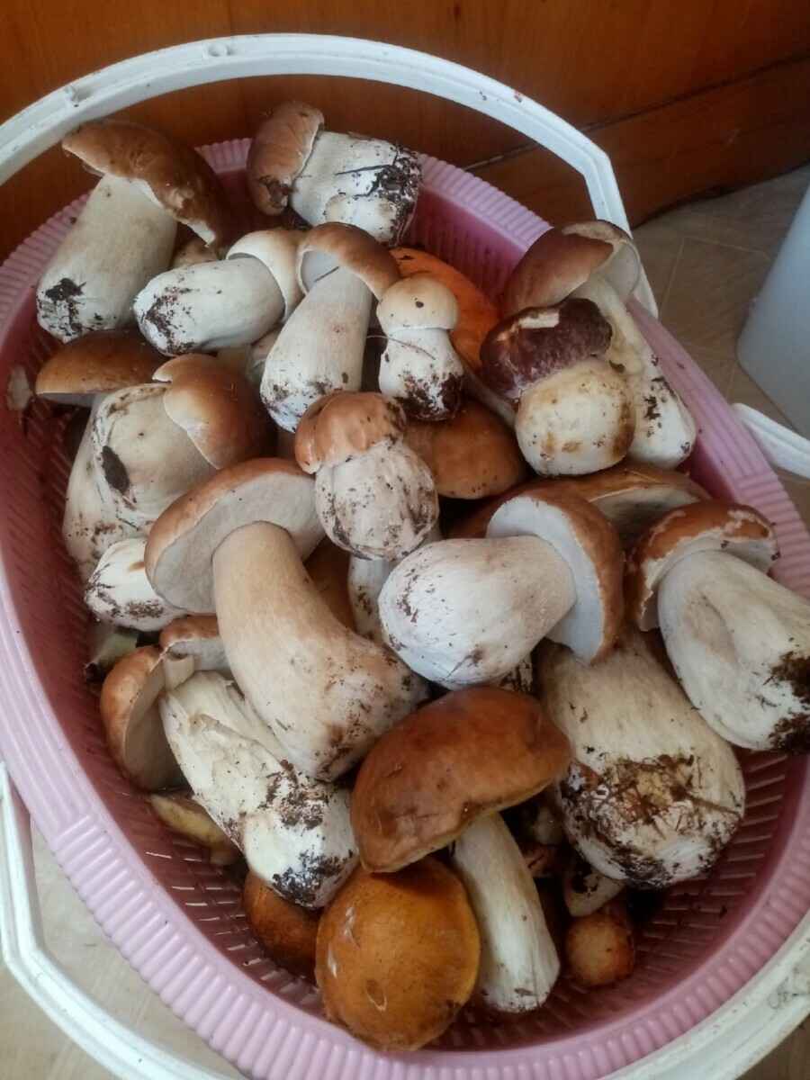 Прогноз оправдался - Белорусы похвастались урожаем грибов, которые собрали после выходных. Где белые начали удивлять?