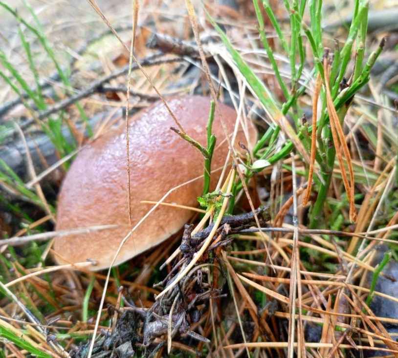 Посмотрите, какая красотень! - Белорусы показали, где после заморозков грибы растут даже под носом
