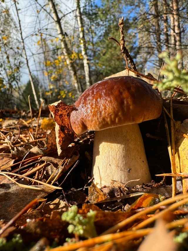 Посмотрите, какая красотень! - Белорусы показали, где после заморозков грибы растут даже под носом