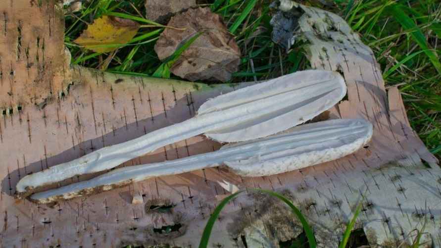 Белый навозник в разрезе