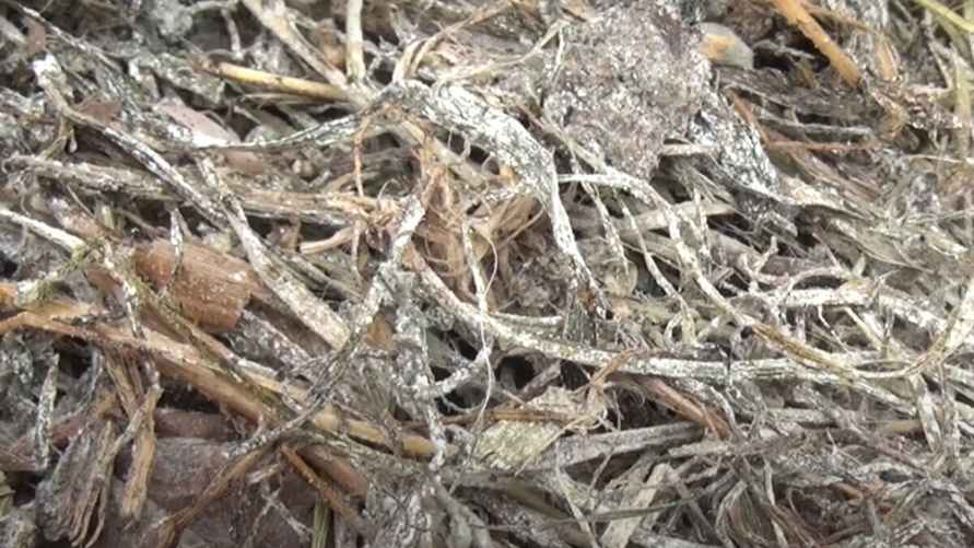 Бактерии сенной палочки на траве. Фото: скриншот видео с YouTube-канала "Дождевые черви плодородия"