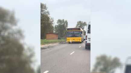 «И пусть весь мир подождёт» — В Бресте гусь собрал на дороге целую колонну авто