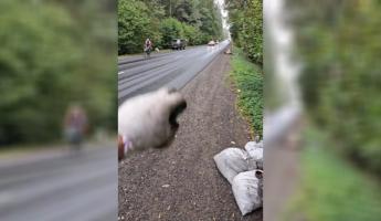 «Эльфы вас благодарят!» — Экоактивист показал, «как чисто» в белорусских лесах