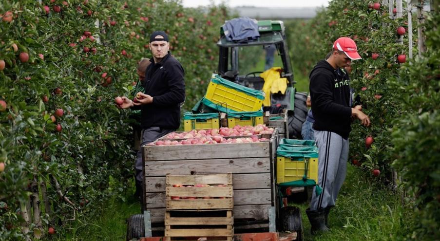 Вопрос снятия действующих ограничений на ввоз яблок и