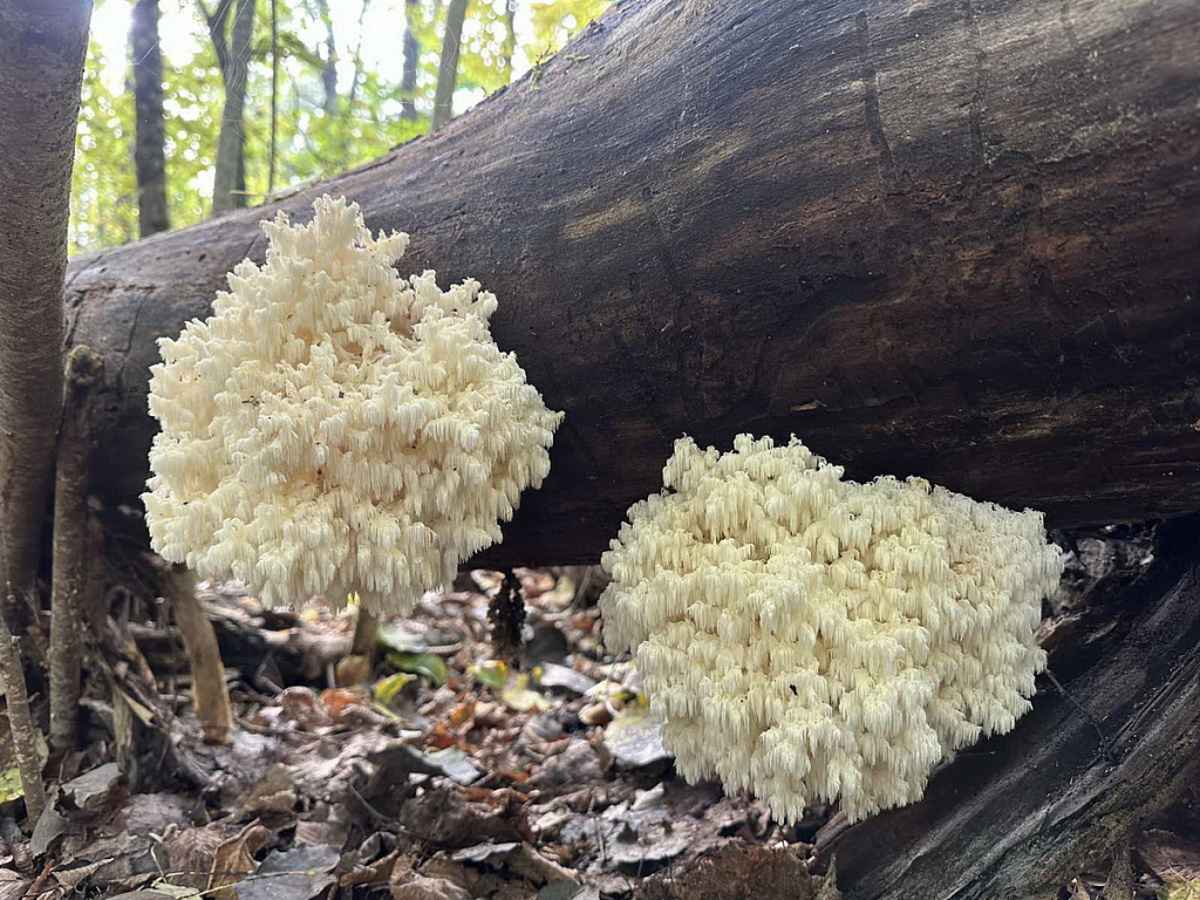 Фото: Нацпарк "Припятский"
