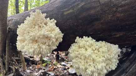 За мицелий — 50 рублей. В Нацпарке «Припятский» нашли гриб-коралл. Можно ли есть?
