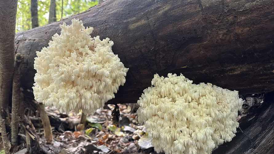 Фото: Нацпарк "Припятский"
