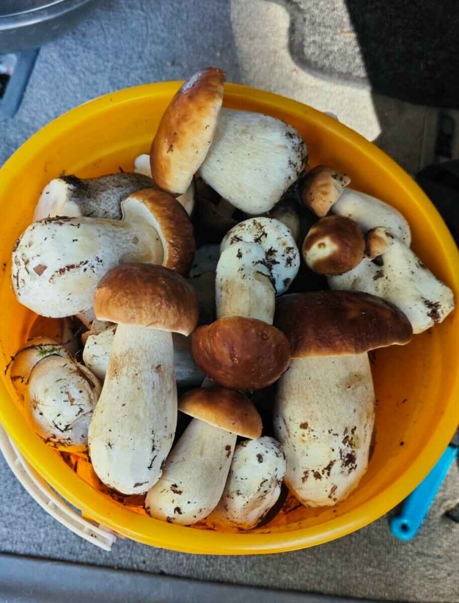 Прогноз оправдался - Белорусы похвастались урожаем грибов, которые собрали после выходных. Где белые начали удивлять?