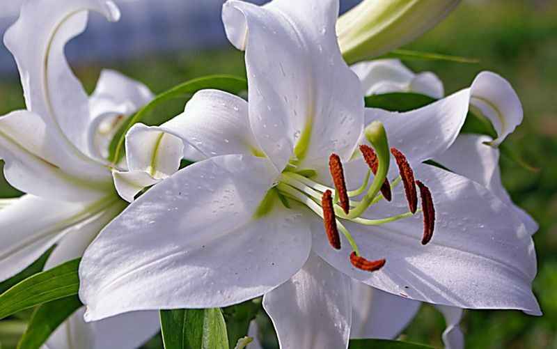 Белые лилии