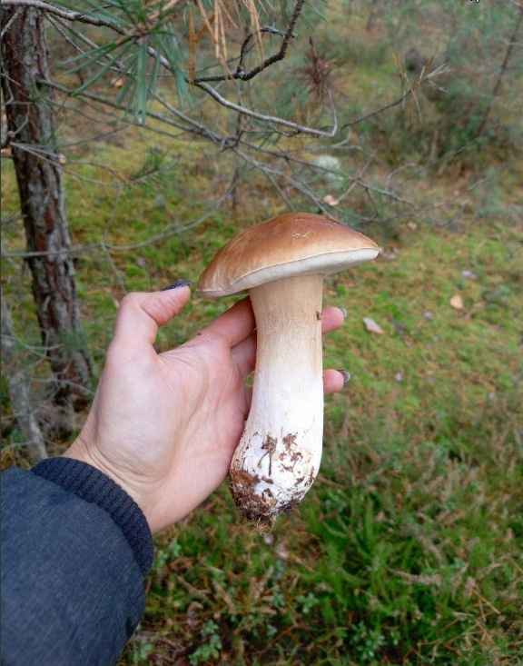 Посмотрите, какая красотень! - Белорусы показали, где после заморозков грибы растут даже под носом