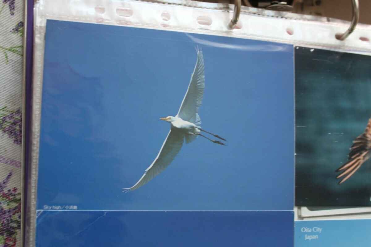 Минус месячная зарплата в год на «макулатуру»? Узнали, как и чем живут посткроссеры в Беларуси