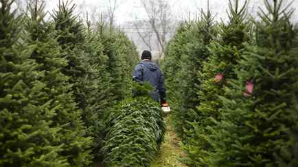 В Беларуси активизировались «ёлочные» мошенники. На каких Instagram-аккаунтах лучше не закупаться?