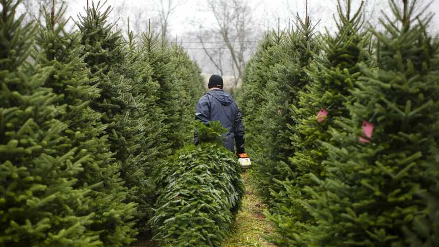 В Беларуси активизировались "ёлочные" мошенники. На каких Instagram-аккаунтах лучше не закупаться?
