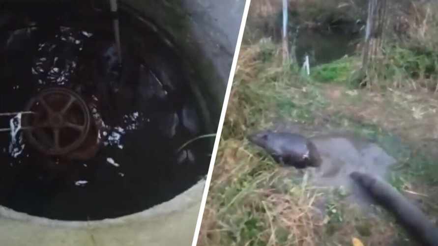 «Категорически отказывался слушаться» - В МЧС показали, как спасали бобра под Бешенковичами