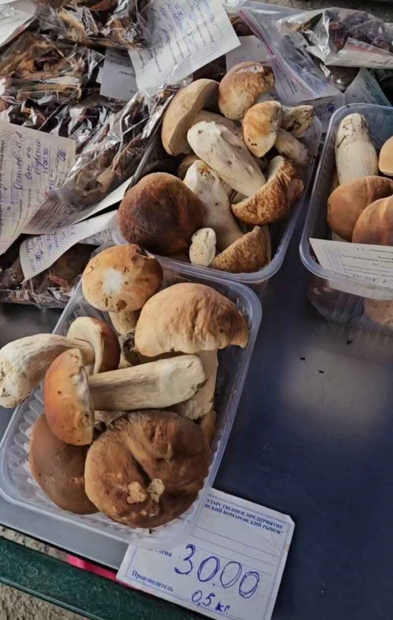 Лес особый?! Только для вас?! — Белоруска показала, где нашла три ведра опят в конце октября