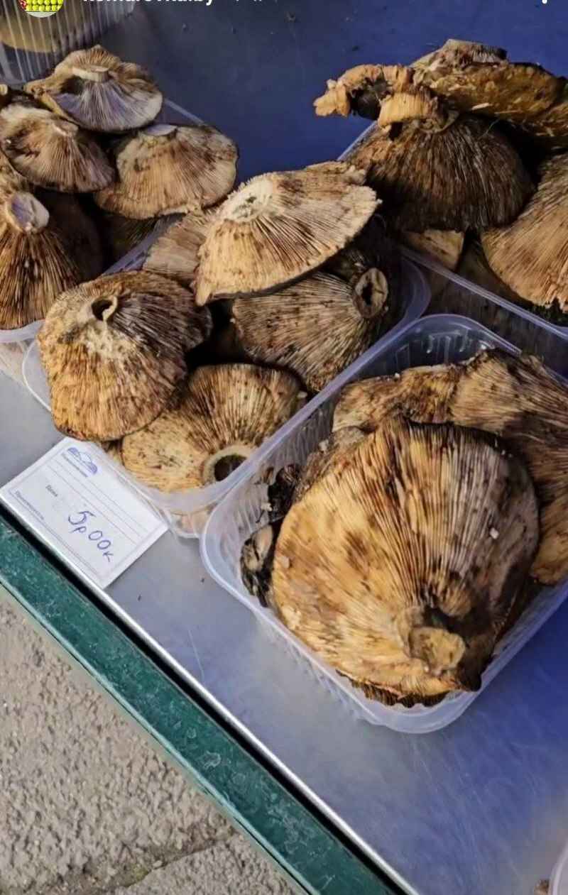 Лес особый?! Только для вас?! — Белоруска показала, где нашла три ведра опят в конце октября