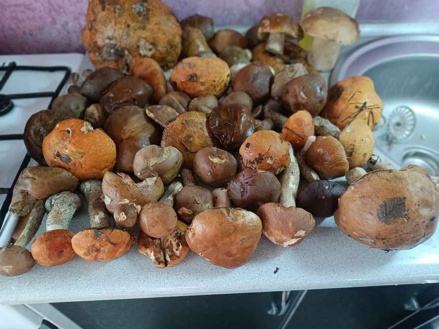 Прогноз оправдался - Белорусы похвастались урожаем грибов, которые собрали после выходных. Где белые начали удивлять?