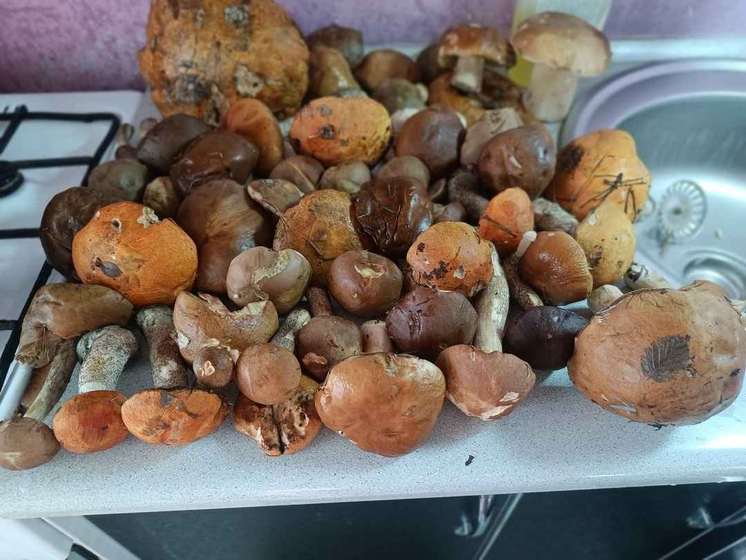 Прогноз оправдался - Белорусы похвастались урожаем грибов, которые собрали после выходных. Где белые начали удивлять?