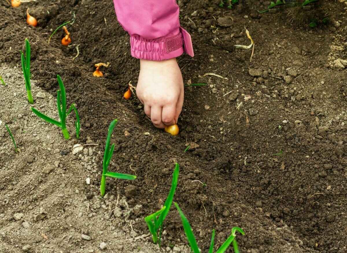 Когда и как белорусам сажать озимый лук-севок? Не пропустите эти даты в октябре и ноябре 2024 года