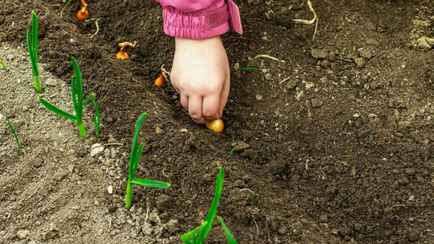 Когда и как белорусам сажать озимый лук-севок? Не пропустите эти даты в октябре и ноябре 2024 года