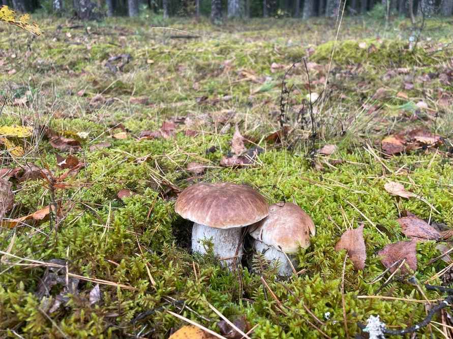 Опята – от 3 рублей, белые – от 25 рублей. Где белорусам закупиться грибами, пока в лесу «затишье»?