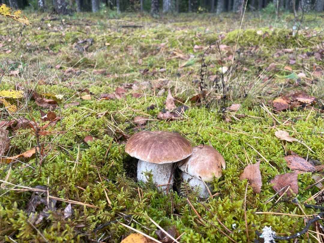 Опята – от 3 рублей, белые – от 25 рублей. Где белорусам закупиться грибами, пока в лесу «затишье»?