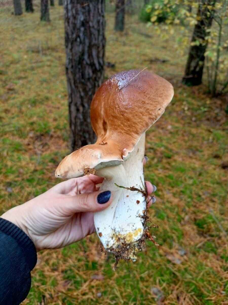 Посмотрите, какая красотень! - Белорусы показали, где после заморозков грибы растут даже под носом