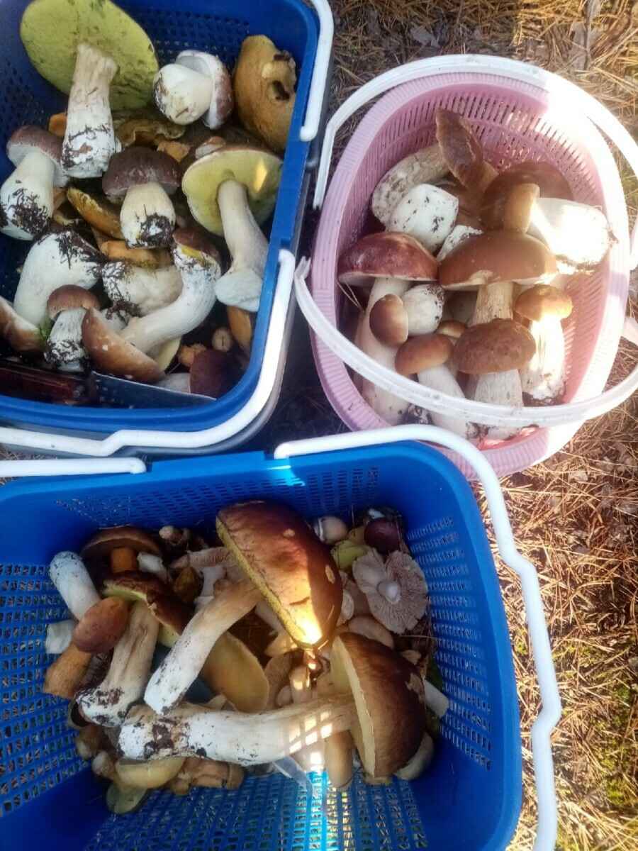 Посмотрите, какая красотень! - Белорусы показали, где после заморозков грибы растут даже под носом