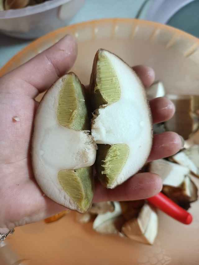 Прогноз оправдался - Белорусы похвастались урожаем грибов, которые собрали после выходных. Где белые начали удивлять?