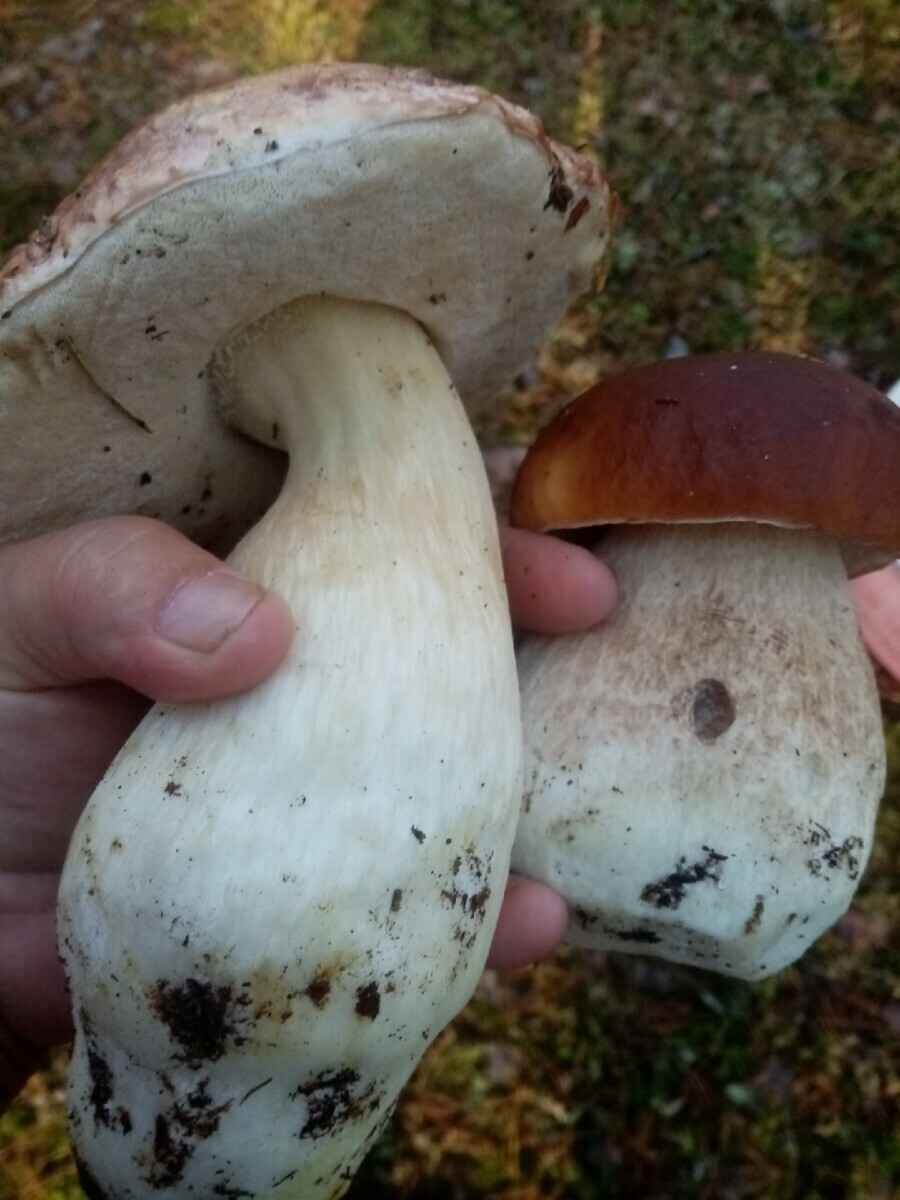 Посмотрите, какая красотень! - Белорусы показали, где после заморозков грибы растут даже под носом