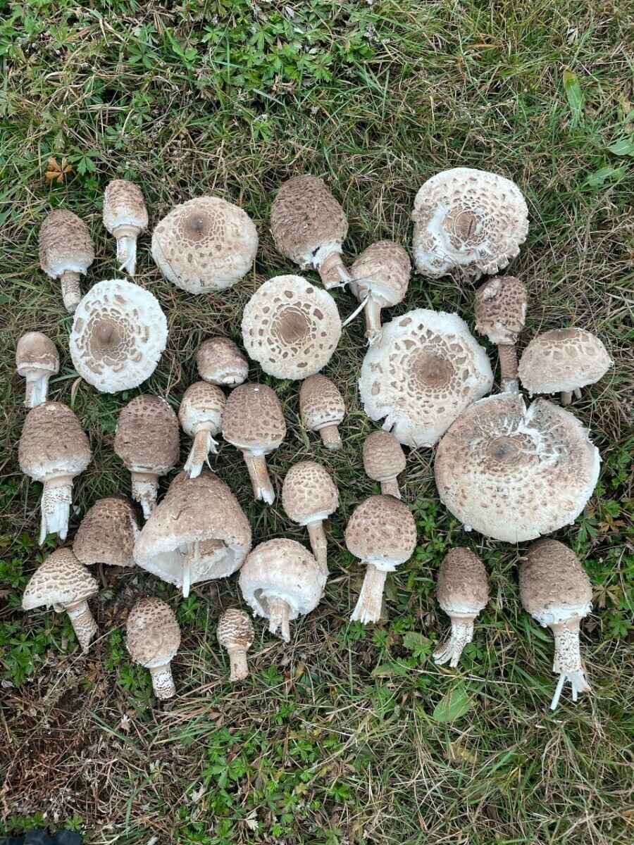 Белорусы похвастались урожаем с грибалки на неделе. Где самые шикарные боровики?