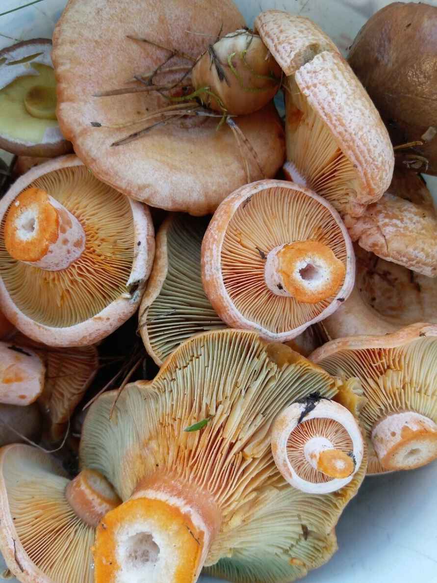 Посмотрите, какая красотень! - Белорусы показали, где после заморозков грибы растут даже под носом