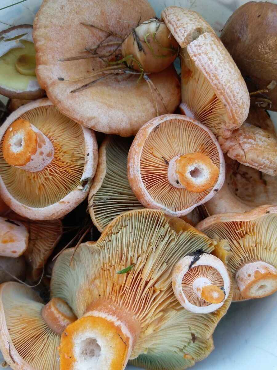 Посмотрите, какая красотень! - Белорусы показали, где после заморозков грибы растут даже под носом