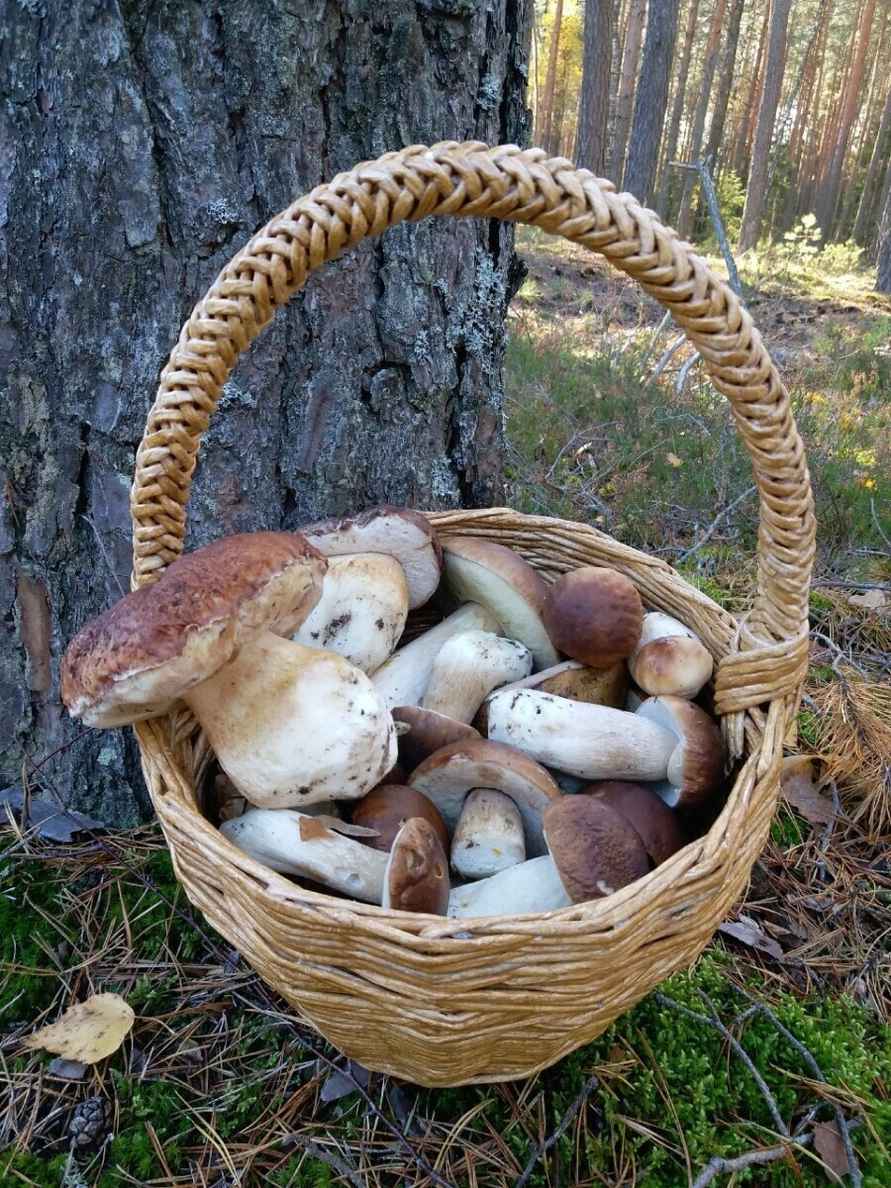 Посмотрите, какая красотень! - Белорусы показали, где после заморозков грибы растут даже под носом