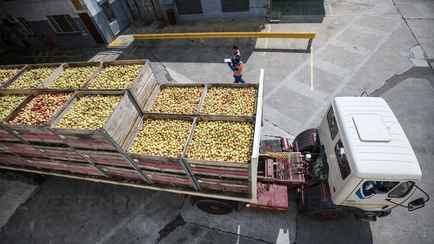 Совмин на три месяца ввёл лицензии на вывоз капусты, яблок и лука из Беларуси