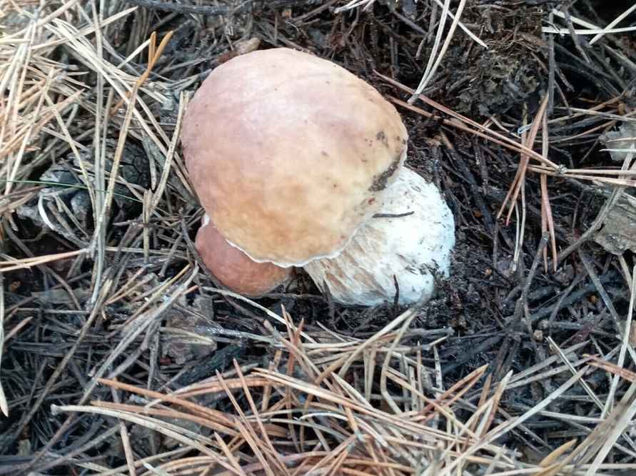 Лес особый?! Только для вас?! — Белоруска показала, где нашла три ведра опят в конце октября