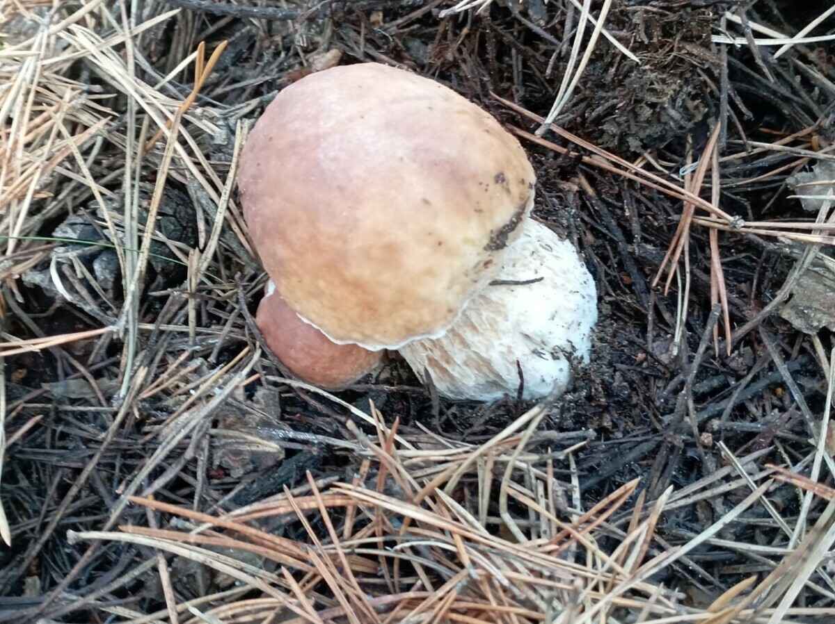 Лес особый?! Только для вас?! — Белоруска показала, где нашла три ведра опят в конце октября