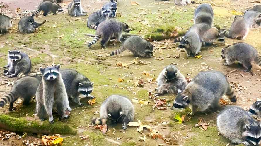 Американка бросила свой дом из-за сотни енотов, которые "её преследовали"