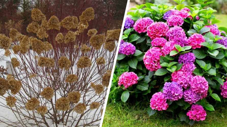 Как защитить гортензию на зиму? Сделайте эту процедуру осенью — и кусты порадуют небывалым цветением