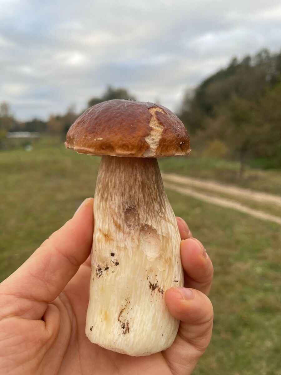 Белорусы похвастались урожаем с грибалки на неделе. Где самые шикарные боровики?