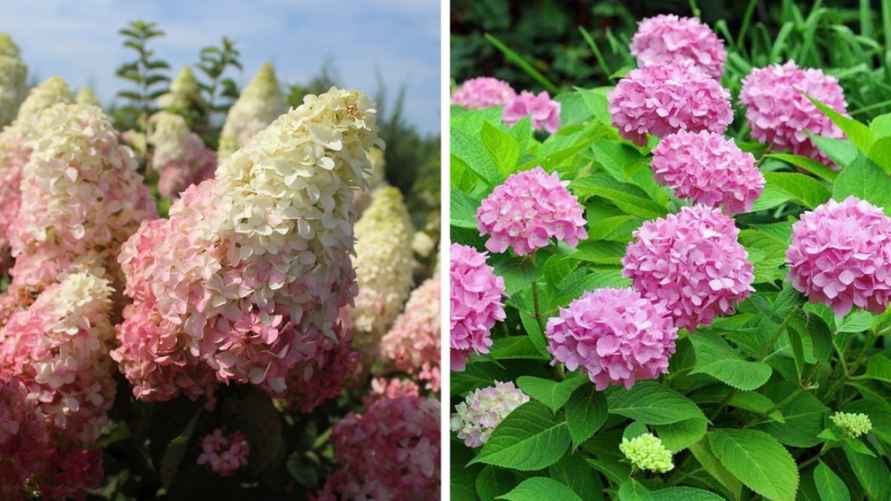 На фото слева-направо: гортензия метельчатая и гортензия крупнолистная