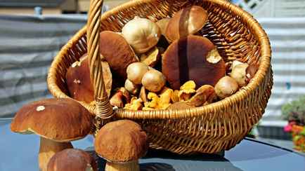 Курка, печериця или срамотник? Только заядлые грибники разглядят в иностранных словах знакомые названия