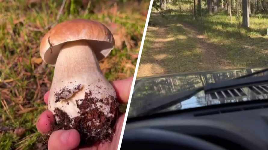 "Вы знаете, очень удобно" — Белорус показал, где собирает грибы прямо за рулём машины
