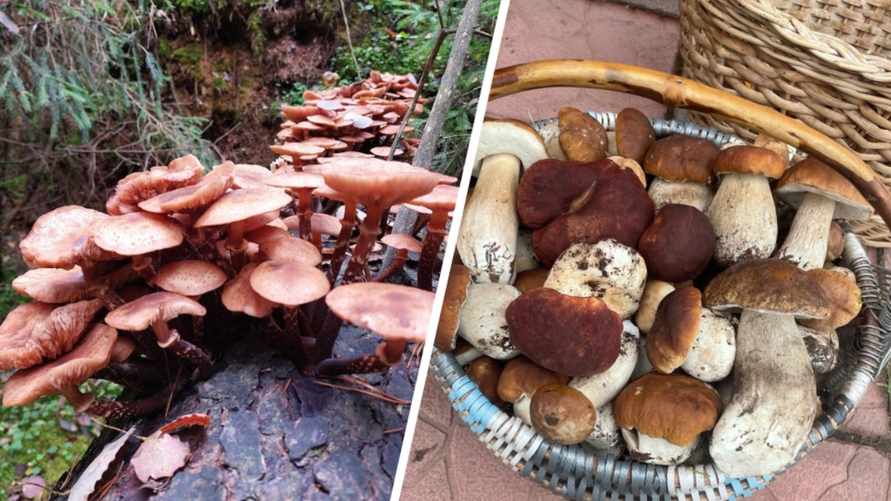 Опята – от 3 рублей, белые – от 25 рублей. Где белорусам закупиться грибами, пока в лесу «затишье»?