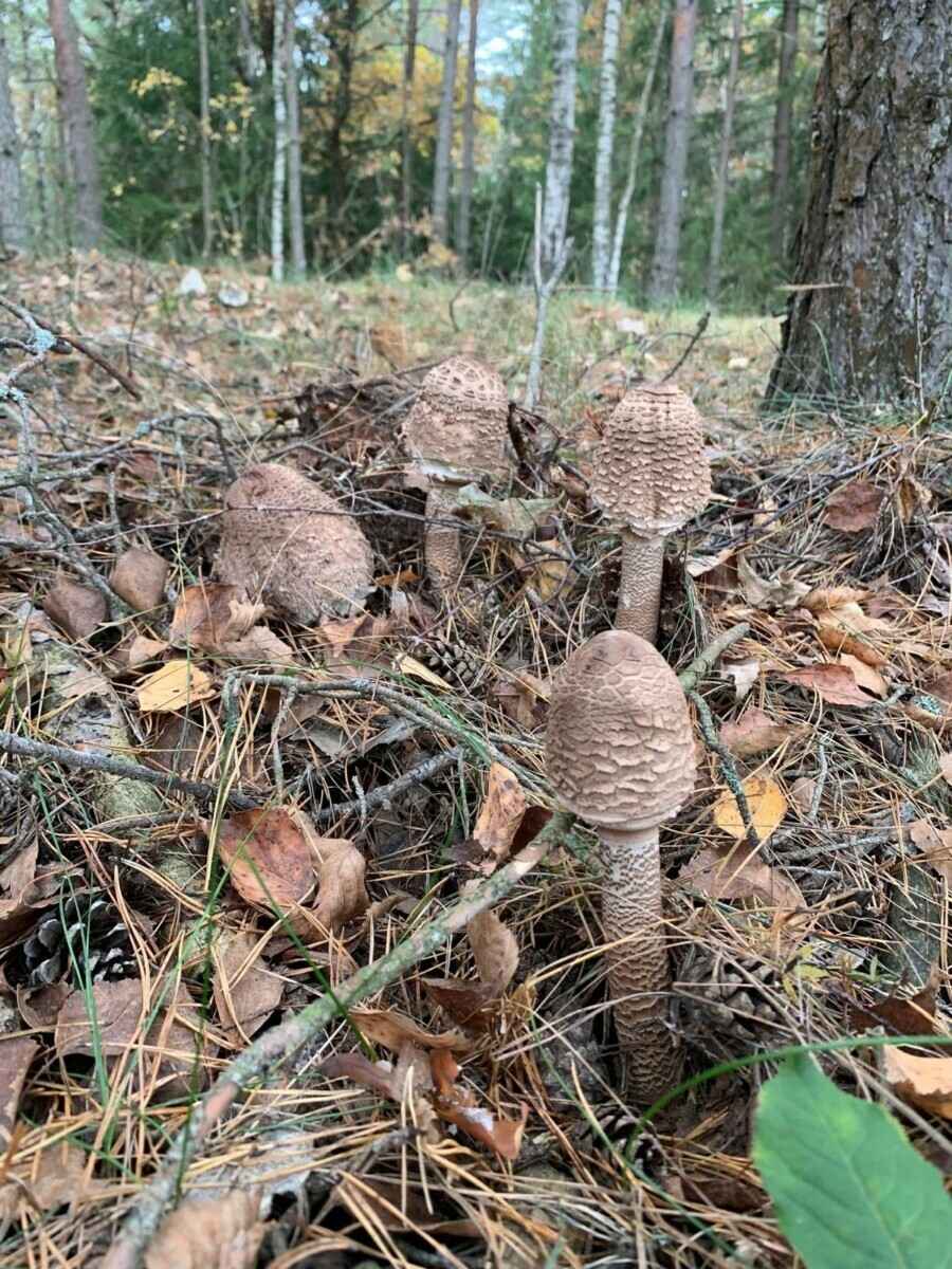Белорусы похвастались урожаем с грибалки на неделе. Где самые шикарные боровики?