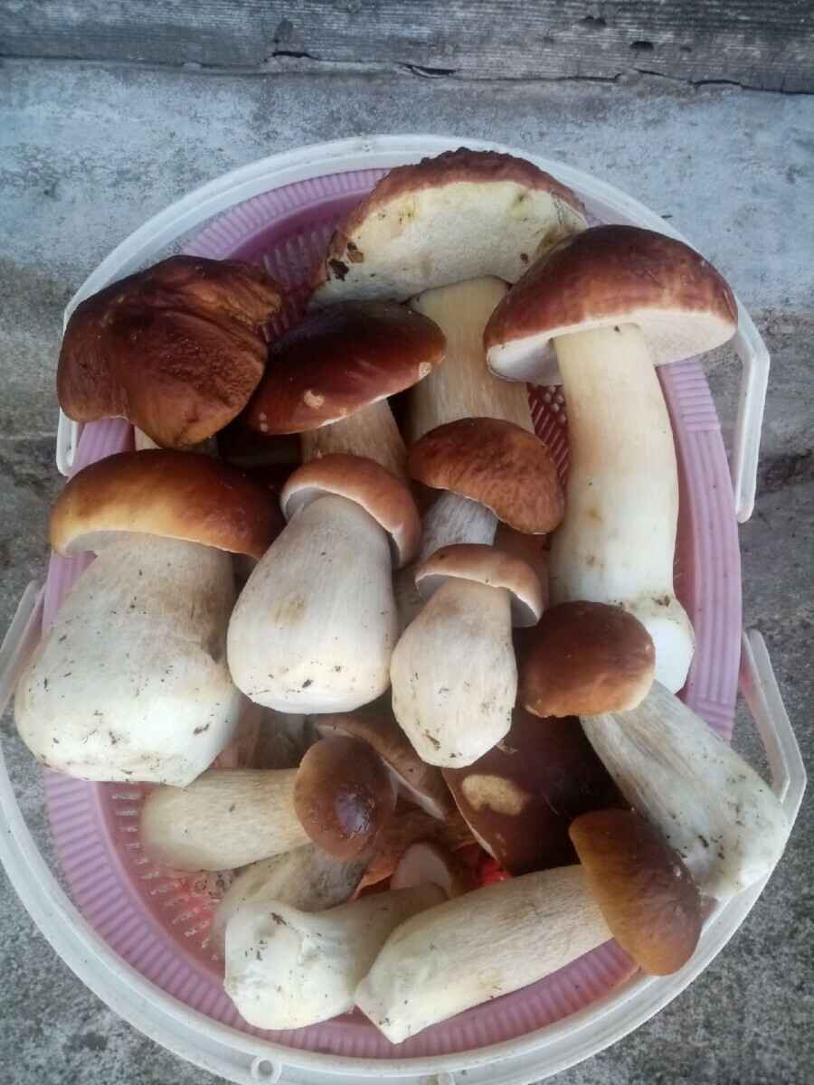 Посмотрите, какая красотень! - Белорусы показали, где после заморозков грибы растут даже под носом