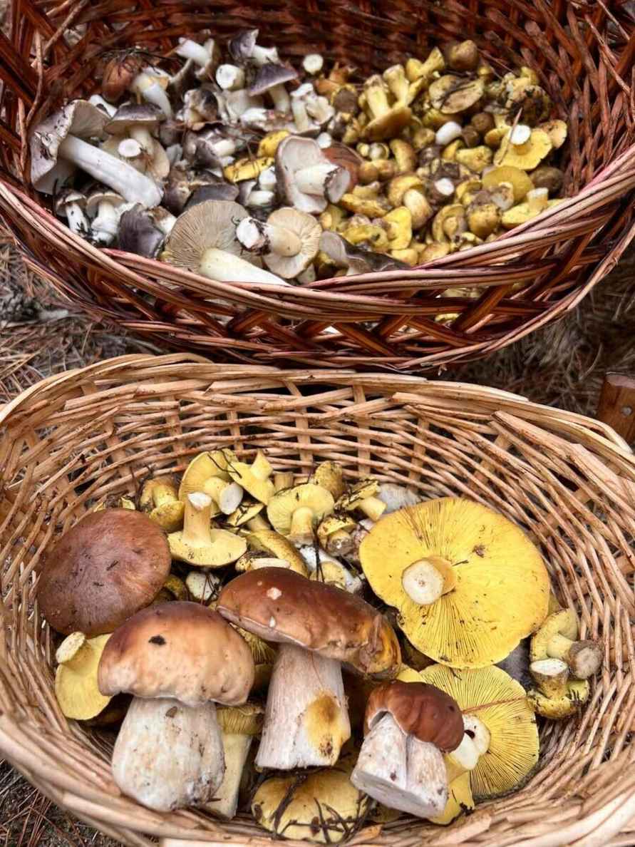 Белорусы похвастались урожаем с грибалки на неделе. Где самые шикарные боровики?