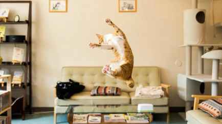 Какой характер у вашего кота? Ученые выделили 5 типов, которые могут удивить